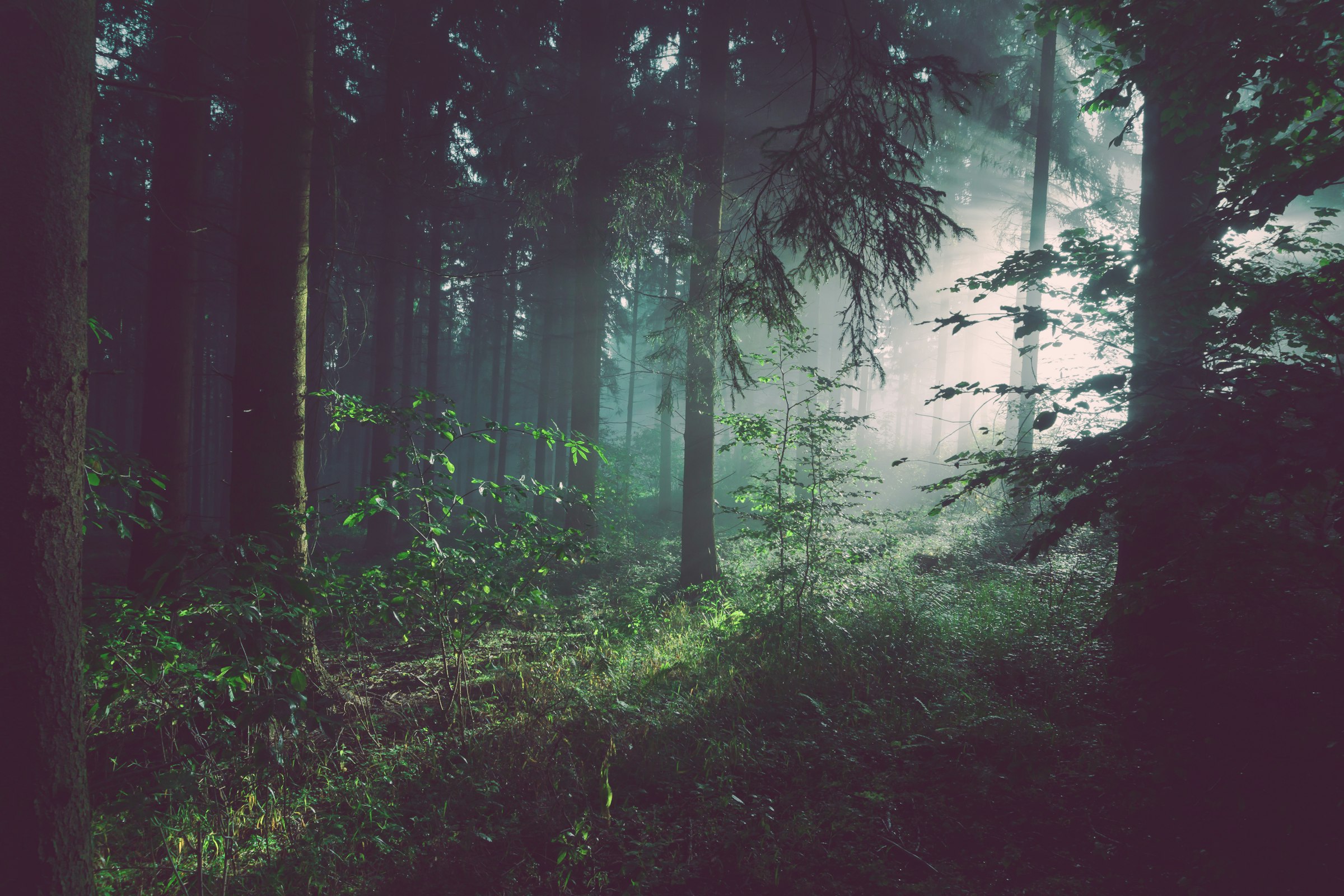 Forêt brumeuse — atmosphère des Vosges